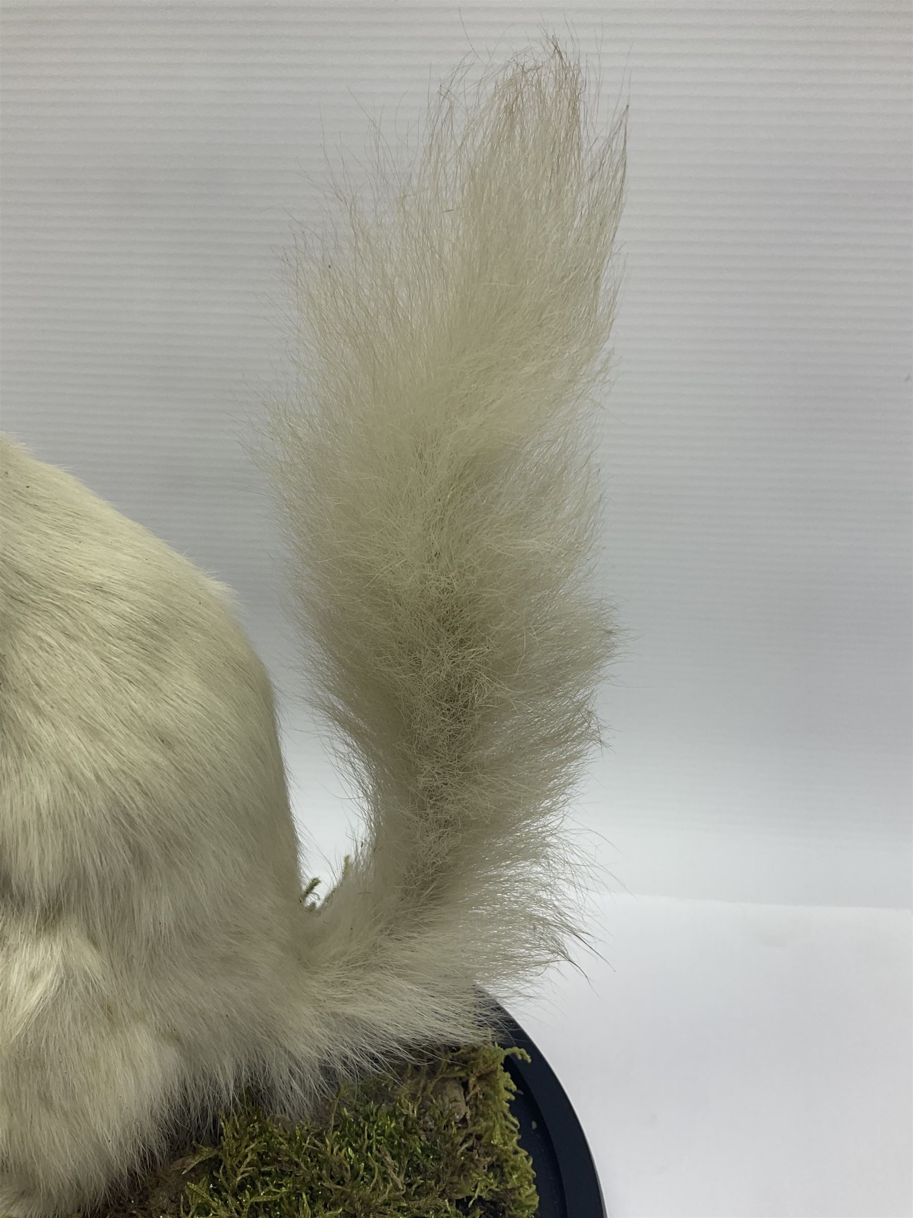 Taxidermy: Victorian albino Squirrel (Sciurus vulgaris), full mount adult, holding a hazelnut, upon naturalistic ground, enclosed beneath later glass dome with ebonised base, H32cm