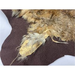 Taxidermy: Bob cat (Lynx rufus) hide mounted upon black felt backing material, L100cm