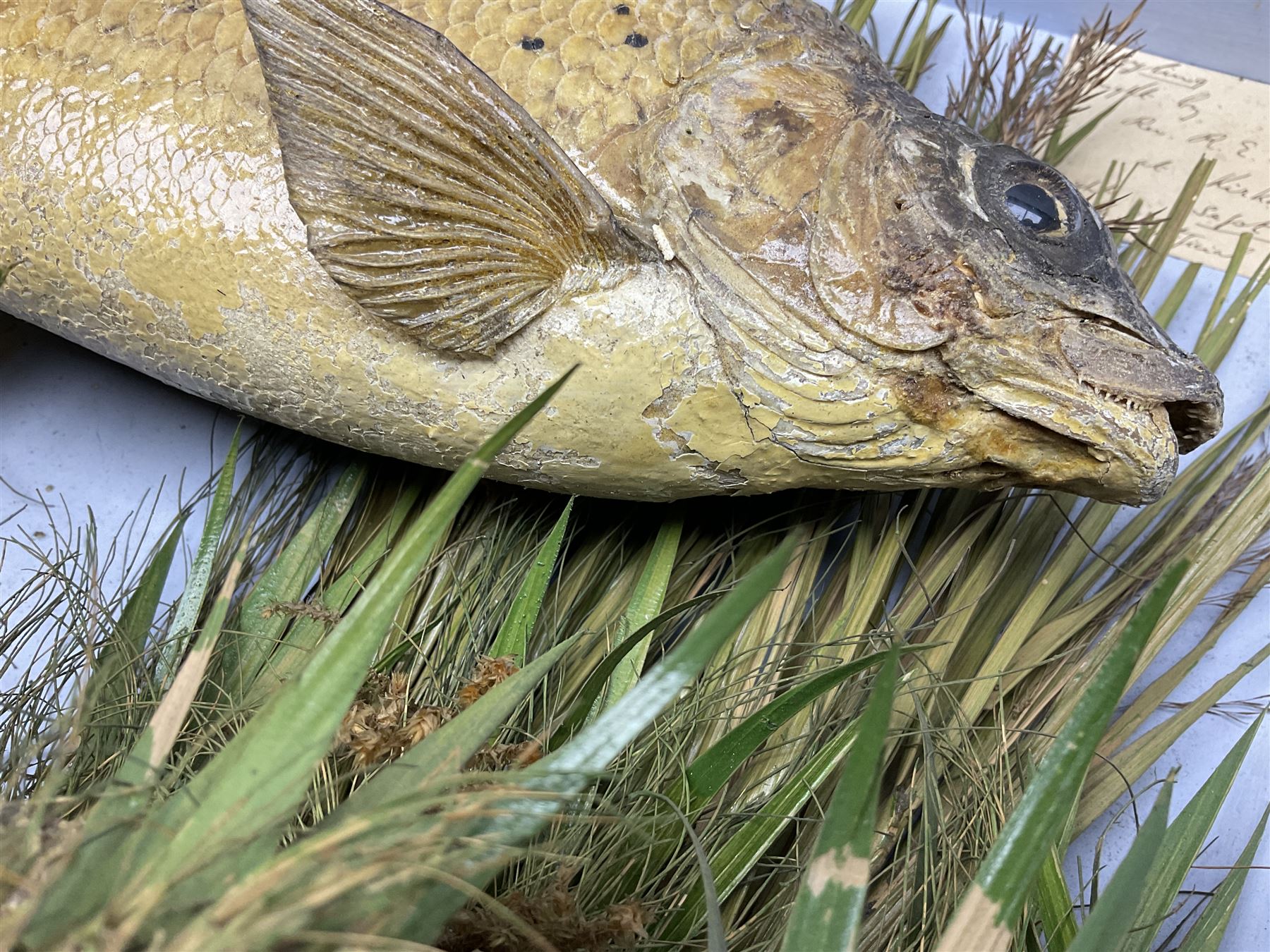Taxidermy: Grayling (Thymallus thymallus), preserved by John Cooper & Sons, 28 Radnor Street, St Luke's, London, skin mount set above a pebbled river bed with reeds and grasses, set against blue painted back drop, with inscription 'Grayling caught by Rev R.S. Ricketts at Kirkham Bridge Sept 14th 1895, artificial fly - single hair' L57cm H29cm 