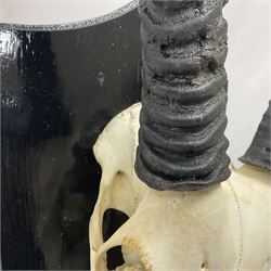 Antlers/Horns: Gemsbok Oryx (Oryx gazella gazella), pair of oryx curved horns on partial skull, mounted on an ebonised shield, H130cm