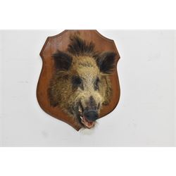 Taxidermy: European Wild Boar (Sus scrofa), adult male neck mount looking straight ahead, upon a wooden shield D45cm