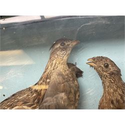 Taxidermy; Cased pair of Ruffed Grouse (Bonasa umbellus), male and female adult mounts, in a naturalistic setting, encased within a single pane display case, H39cm, L68cm