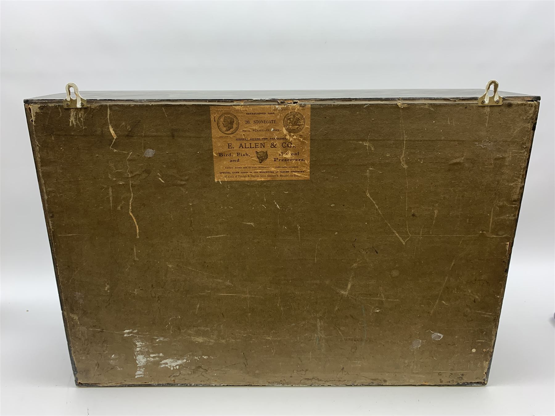 Taxidermy: pair of Green Wing Teal Ducks (Anas Carolinensis), hen and drake, in naturalistic setting, detailed with rockwork and long grasses, set against a painted light blue backdrop, encased within an ebonised single pane display case, with taxidermist paper label verso detailed E Allen & Co No 20 Stonegate York, H47cm L68.5cm D18.5cm