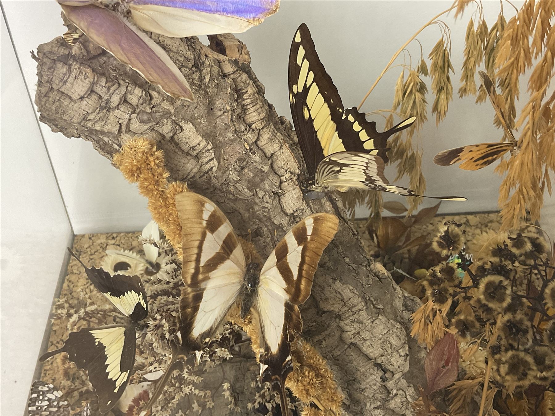 Entomology: 20th century cased moth and butterfly diorama, including Godart morpho, Chrysiridia rhipheus, Cathosia biblis, Appias lyncida, Hamadryas and others arranged amongst dried flowers and grasses, enclosed in a glass five sided terrarium display case with a wooden base, L43cm D43cm H49cm 