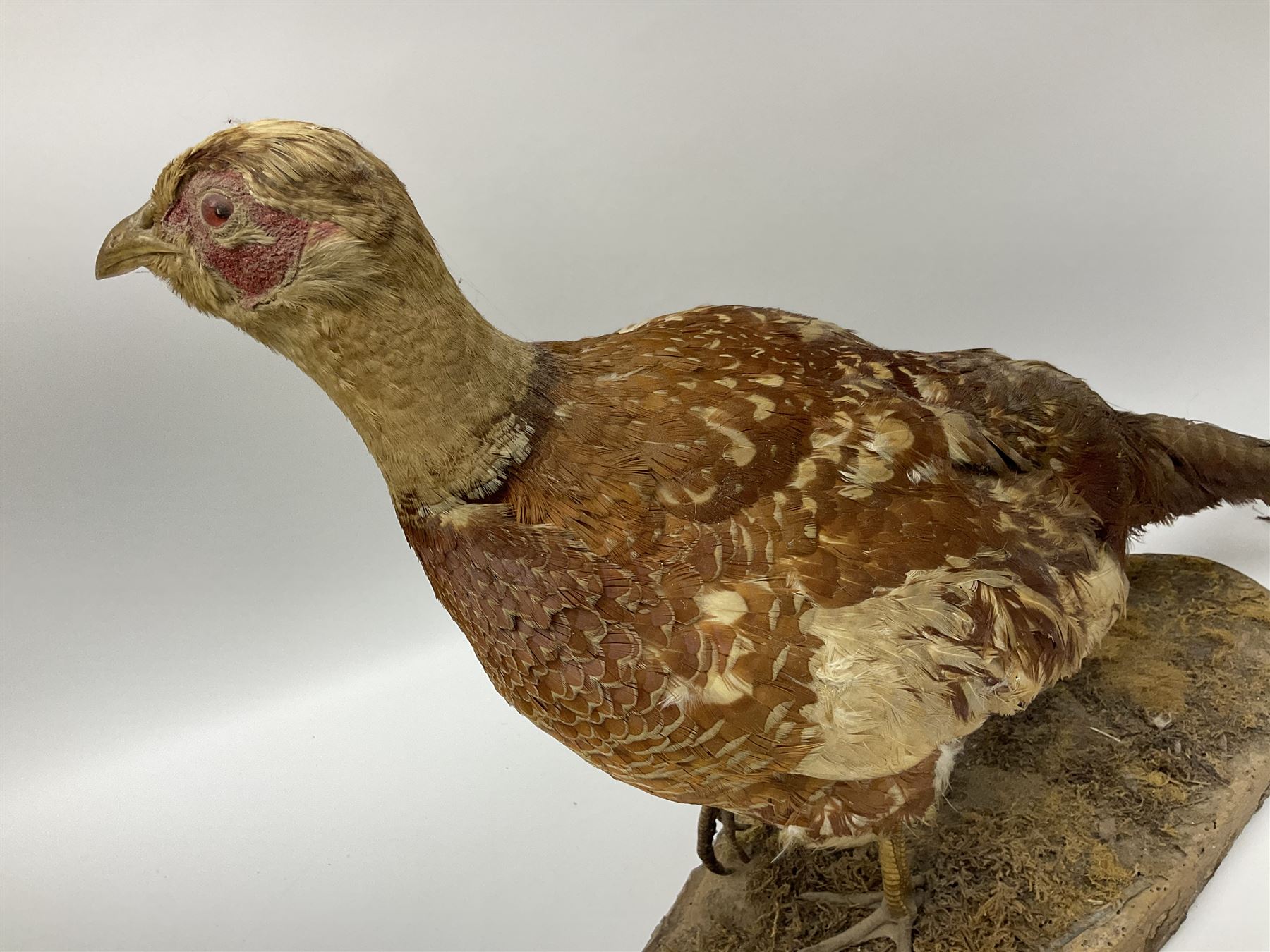 Taxidermy; Ring-necked Pheasant (Phasianus colchicus), adult female mount on open display, together with Pair of Hartebeest (Alcelaphus buselaphus) horns with upper skull, mounter upon a wooden shield, pheasant H40cm 