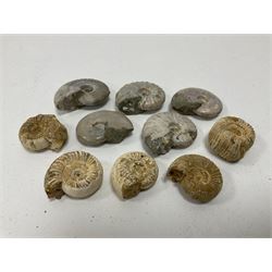 Large collection of ammonites, average D3cm