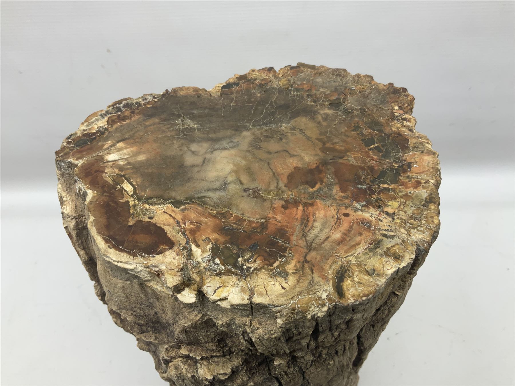 Petrified wood tree trunk/ branch, sliced in cross-section and polished to one side to reveal an array of colours, with textured edge, H40cm, D17cm
