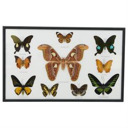 Entomology; Framed collection of fifteen butterflies and moths including Dark Blue Tiger, Hill Jezebel, Great Orange Tip etc together with two other framed displays 