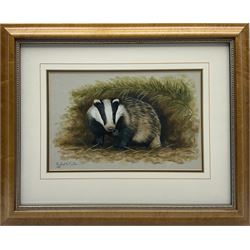 Robert E Fuller (British 1972-): Study of a Badger, watercolour signed and dated 1999, 23cm x 35.5cm