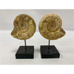 Pair perisphinctes ammonite fossils, each individually mounted upon a rectangular wooden base, age; Middle Jurassic location; Madagascar 