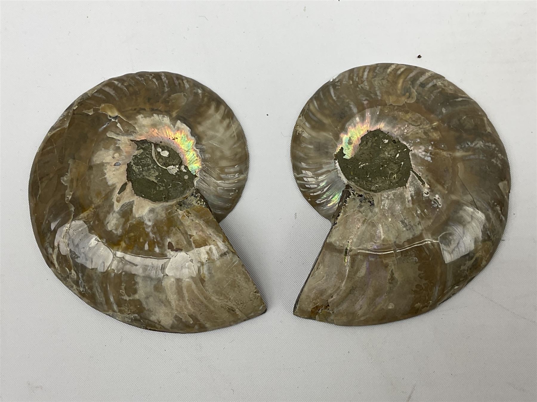 Paleontology: fossilized African Cleoniceras ammonite, the fossil specimen halved and polished, the interiors with crystal formation within chambers, Middle Cretaceous period, c 100 million years old, Madagascar, L8.5cm