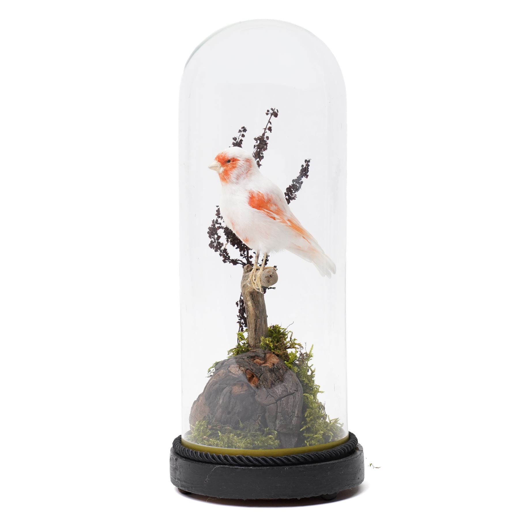 Taxidermy - Red Mosaic Canary (Serinus canaria domestica), full adult mount in naturalistic setting, Victorian dome on ebonised base, overall H35cm