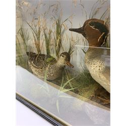 Taxidermy: pair of Green Wing Teal Ducks (Anas Carolinensis), hen and drake, in naturalistic setting, detailed with rockwork and long grasses, set against a painted light blue backdrop, encased within an ebonised single pane display case, with taxidermist paper label verso detailed E Allen & Co No 20 Stonegate York, H47cm L68.5cm D18.5cm
