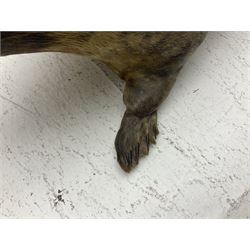 Taxidermy: early 20th century Common seal (Phoca Vitulina), full mount young adult, in a swimming pose, L115cm 