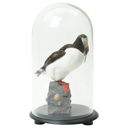 Taxidermy - Study of an Atlantic Puffin (Fratercula arctica) and catch, full adult mount stood upon rocks, in glass case, overall H43cm