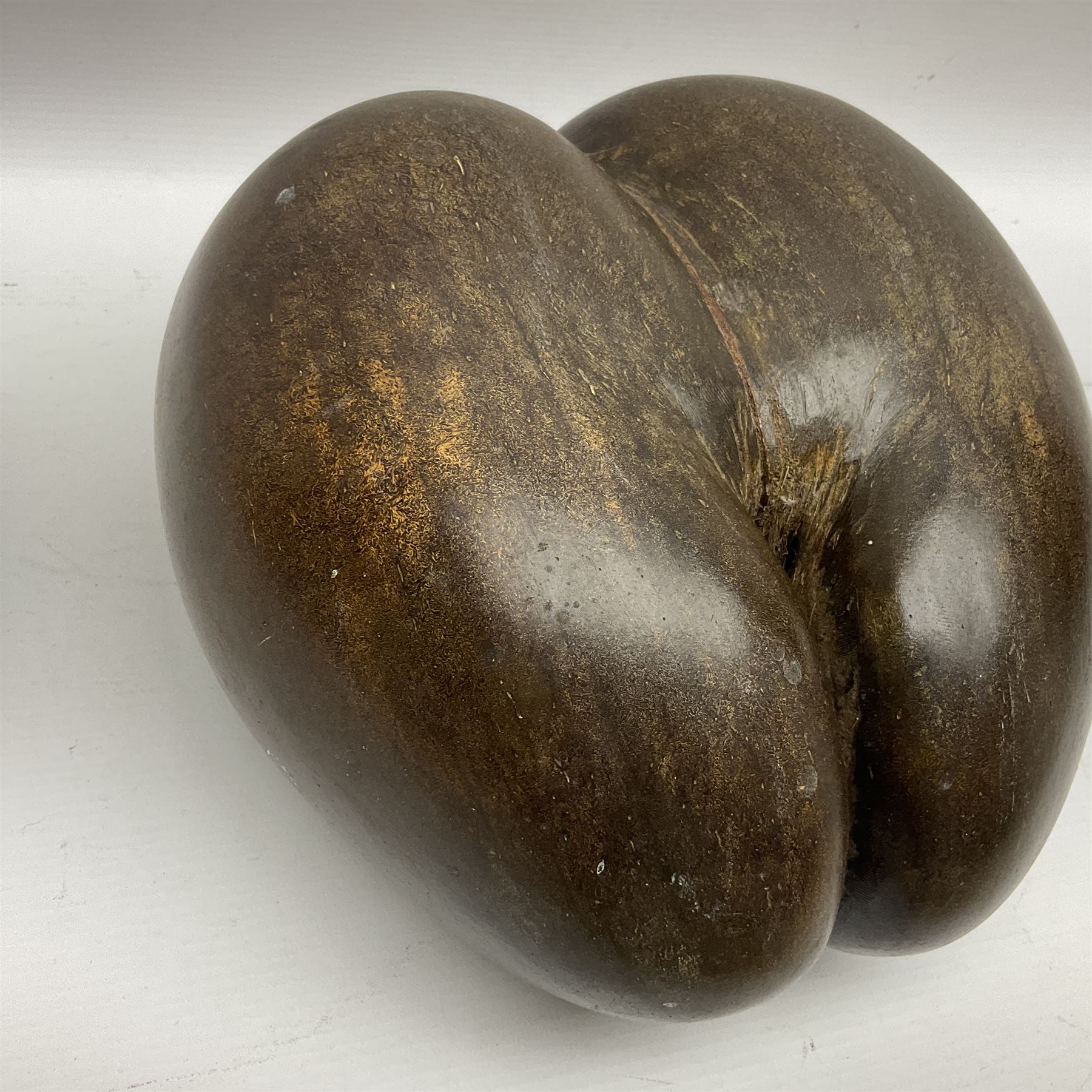 Coco De Mer (Lodoicea Maldivica), L29cm, H15cm 