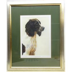 Nigel Hemming (British 1957-): 'Liver & White English Springer Spaniel', limited edition colour print signed and numbered 175/200 in pencil 35cm x 25cm