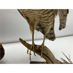 Taxidermy: Long-eared Owl (Asio otus), full adult mount upon a cut tree branch, together with European Sparrowhawk (Accipiter nisus), full adult mount, upon a branch in a naturalistic setting, owl H36cm 