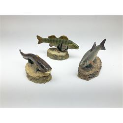 Twenty Four Danbury Mint models of fish, The Angler's Showcase, each with accompanying information card, in wooden wall mounted display shelf, with title plaque, display shelf H61cm L54cm