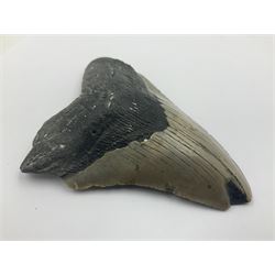 Megalodon (Otodus Megalodon) tooth fossil, age; Miocene period, H11cm, W9cm