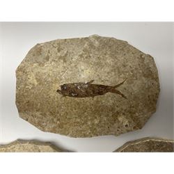 Three fossilised fish (Knightia alta) each in an individual matrix, age; Eocene period, location; Green River Formation, Wyoming, USAlargest matrix H8cm, L11cm