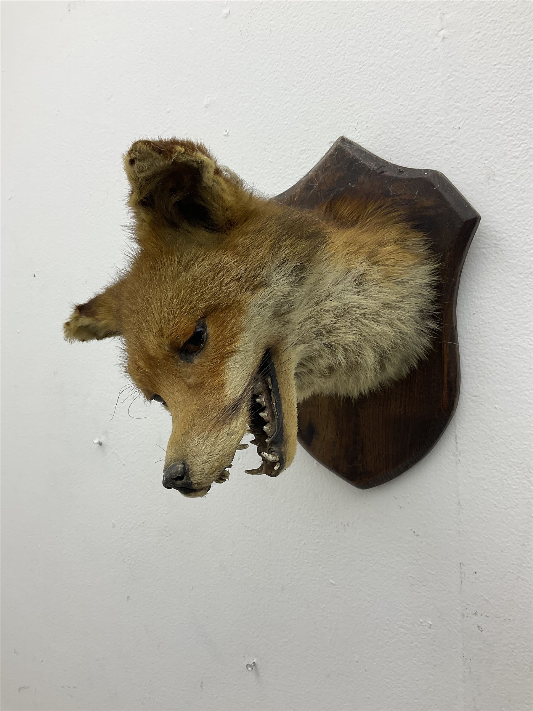 Taxidermy; Red fox mask (Vulpes vulpes), an adult head mount looking straight ahead, with mouth open bearing teeth, mounted upon a oak shield, H30cm 