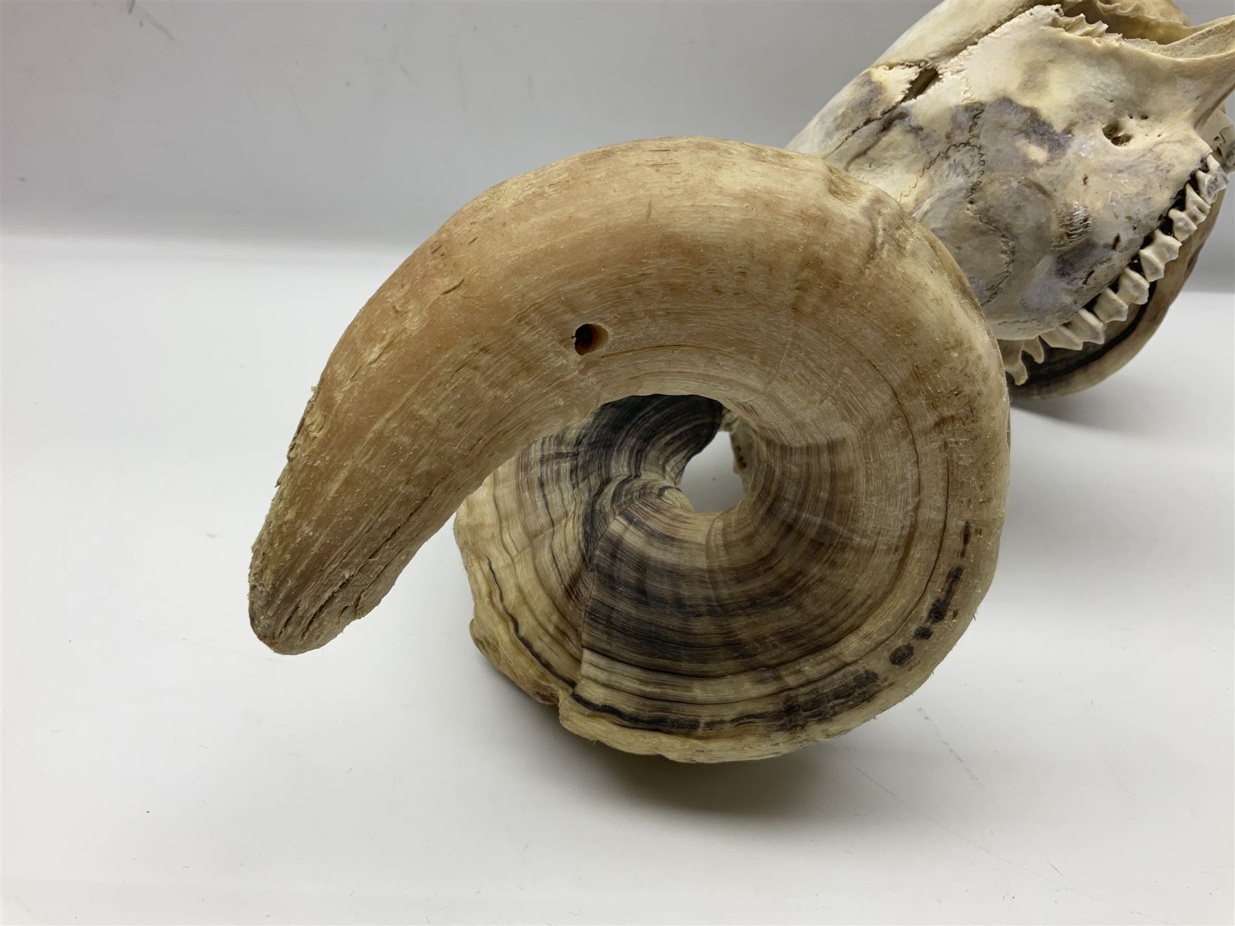Skulls/Horns: Swaledale Ram Skull, (Ovis aries), set of adult horns on upper skull, H17cm