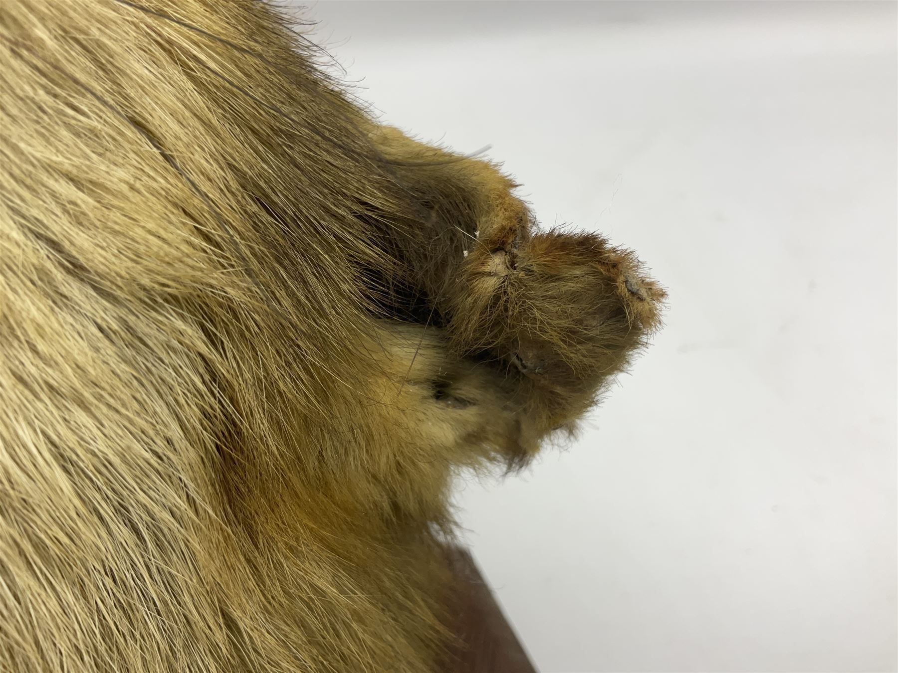 Taxidermy; Red fox mask (Vulpes vulpes), with mouth agape bearing teeth and ears back, mounted upon oak shield