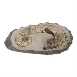Andiloceras heteromorph ammonite in matrix, age Cretaceous period, location; Volga River, Ulyanovsk, Russia, specimen L22cm
