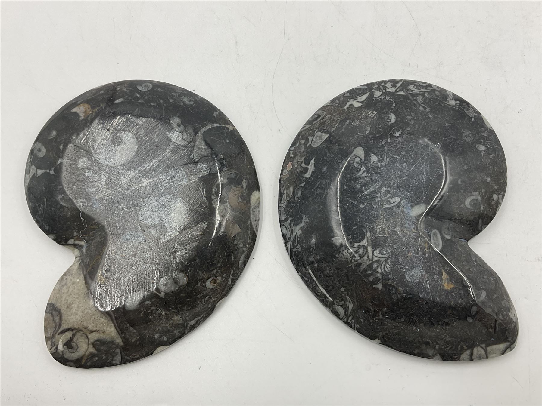 Pair of dishes in the form of ammonites with a raised Goniatite to the centre and Orthoceras and Goniatite inclusions, age: Devonian period, location: Morocco, D11cm