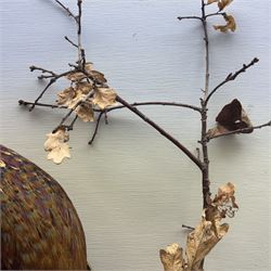 Taxidermy: Cased pair of Ring-necked Pheasants (Phasianus colchicus), pair of full adults mount, mounted amidst naturalistic setting, against a graduated watercolour backdrop, enclosed within a ebonised four pane glass display case, bearing data plaque 'A Pair of Pheasants Shot By Barry Fehily at Uphall, Herts, on 21st December 1996' H82cm W62cm