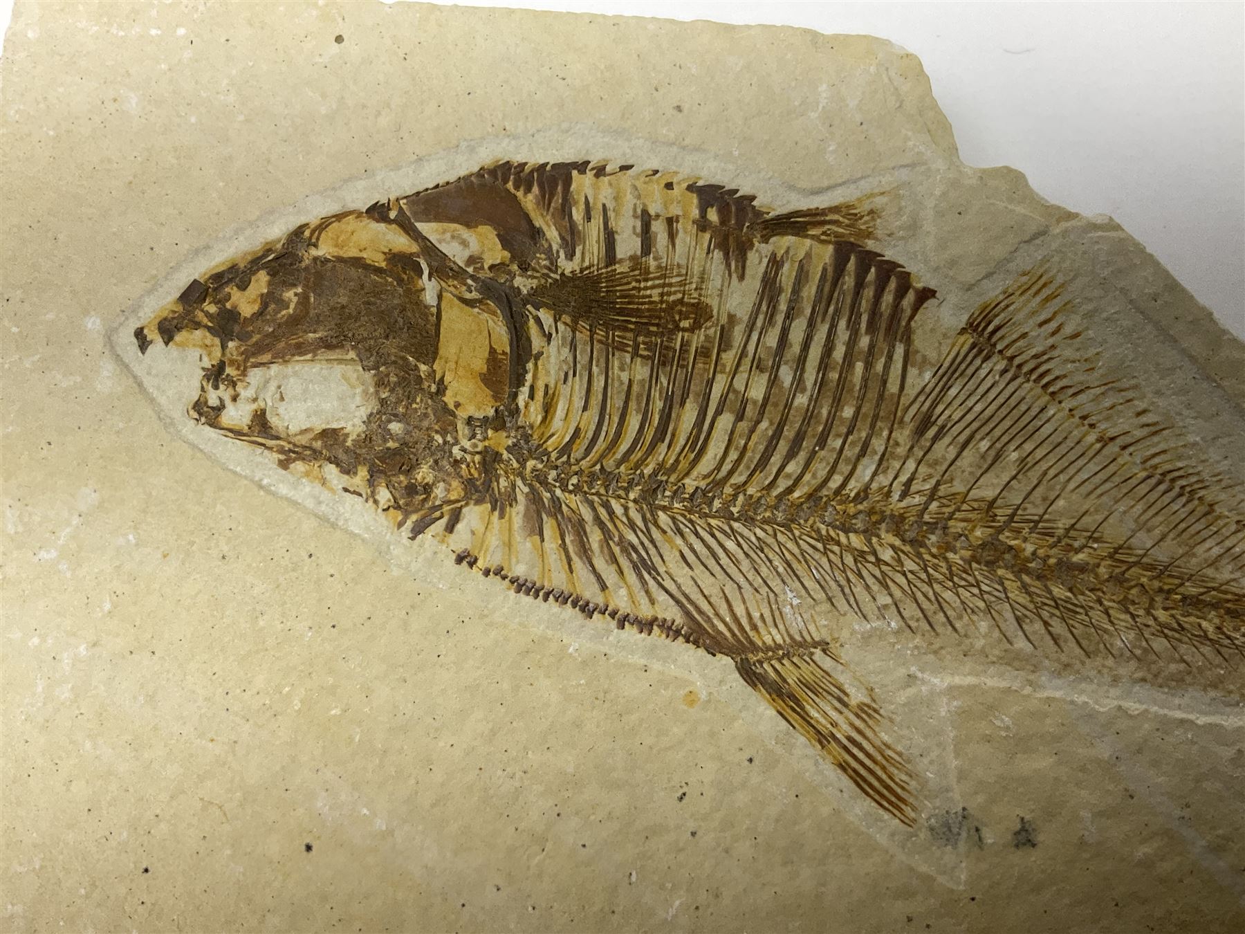 Three fossilised fish (Knightia alta) each in an individual matrix, age; Eocene period, location; Green River Formation, Wyoming, USA, largest matrix H9cm, L15cm