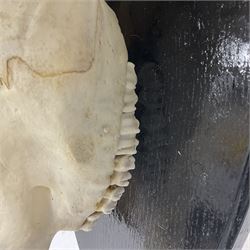 Antlers/Horns: Gemsbok Oryx (Oryx gazella gazella), pair of oryx curved horns on partial skull, mounted on an ebonised shield, H130cm