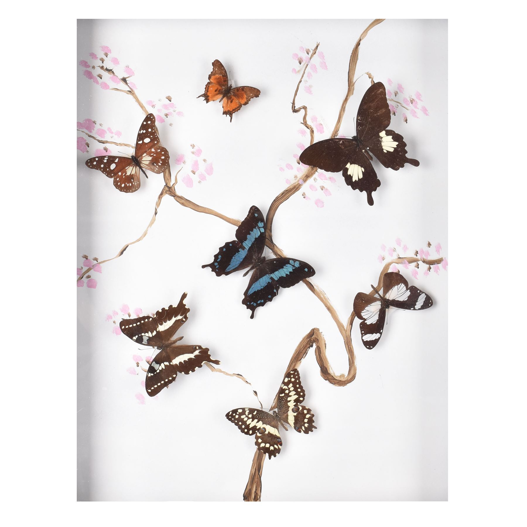 Entomology: Single glazed display of butterflies, circa 20th century, single glazed display containing seven various specimens, including green-banded swallowtail, and amauris crawshayi, pinned upon foam backing, enclosed within a glazed ebonised display case the backdrop painted with blossoming branches , H49cm, L39cm