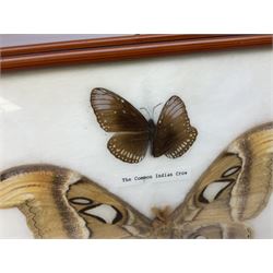 Entomology: Framed display of ten butterflies and moths including 'The Atlas', 'The Red Helen', 'The Golden Bidwing', 'The Dark Blue Tiger', 'The Spotted Swordtail', 'The Cruiser', 'The Common Tiger' etc