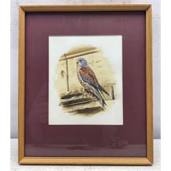 Alan M Hunt (British 1947-): Kestrel, gouache signed 18cm x 15cm 