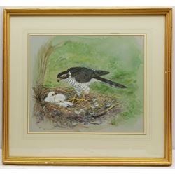 Furnell (British Contemporary): Sparrowhawk and her Chicks, watercolour signed 33cm x 39cm