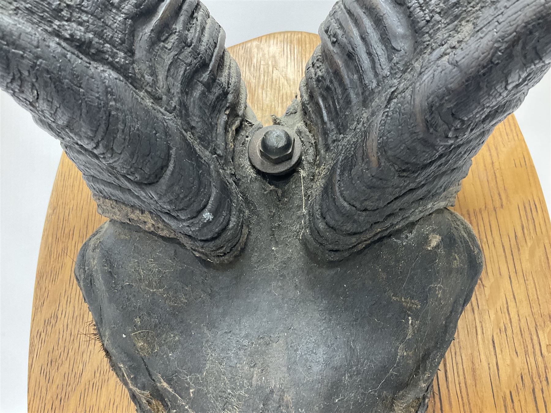 Antlers/Horns: Greater Kudu (Tragelaphus Strepsiceros), Pair of Kudu curved horns on partial skull, mounted on an oak shield, H120cm