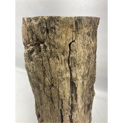 Petrified wood tree trunk/ branch, sliced in cross-section and polished to one side to reveal an array of colours, with textured edge, H40cm, D17cm