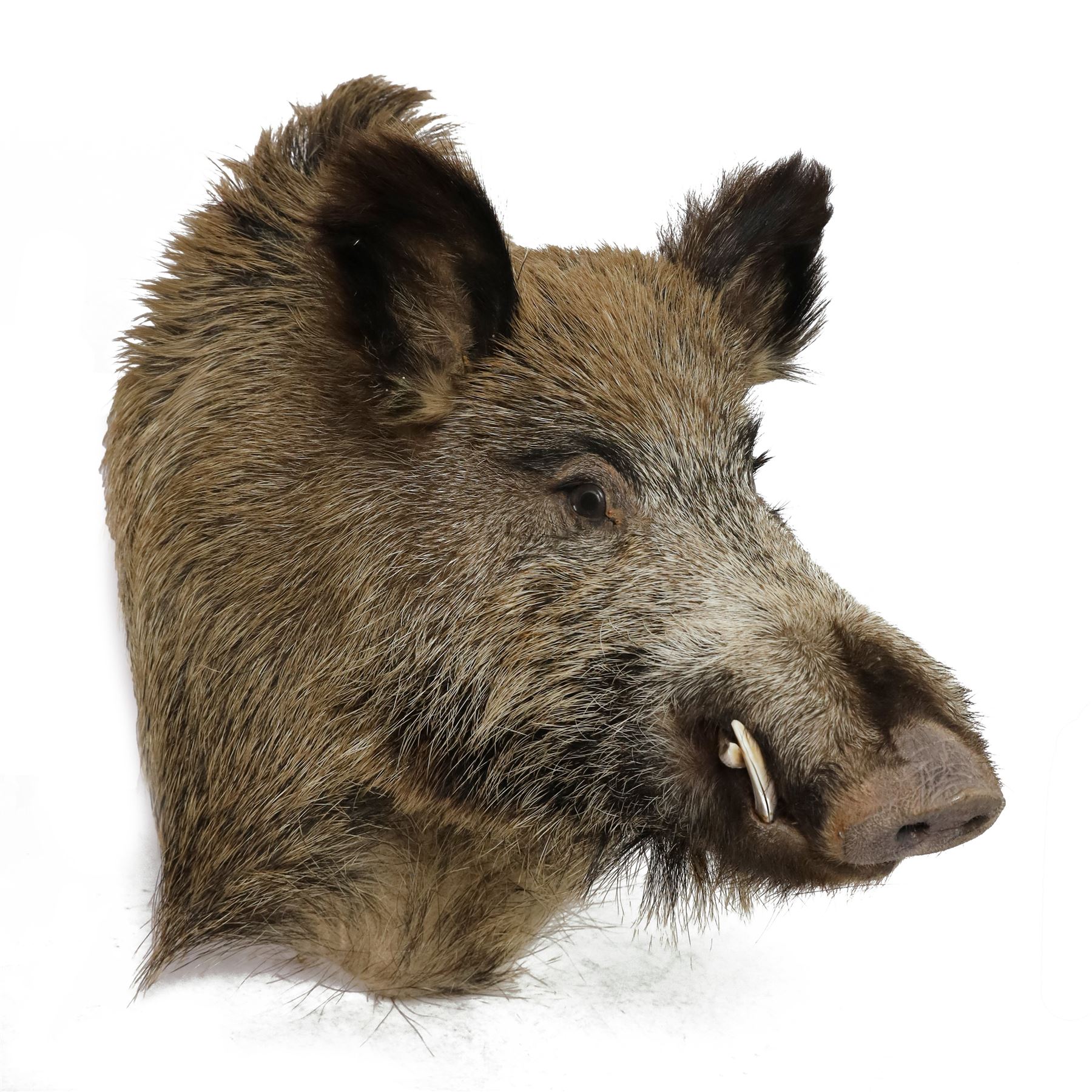 Taxidermy: A European Wild Boar (Sus scrofa), adult neck mount looking straight ahead, 50cm from wall