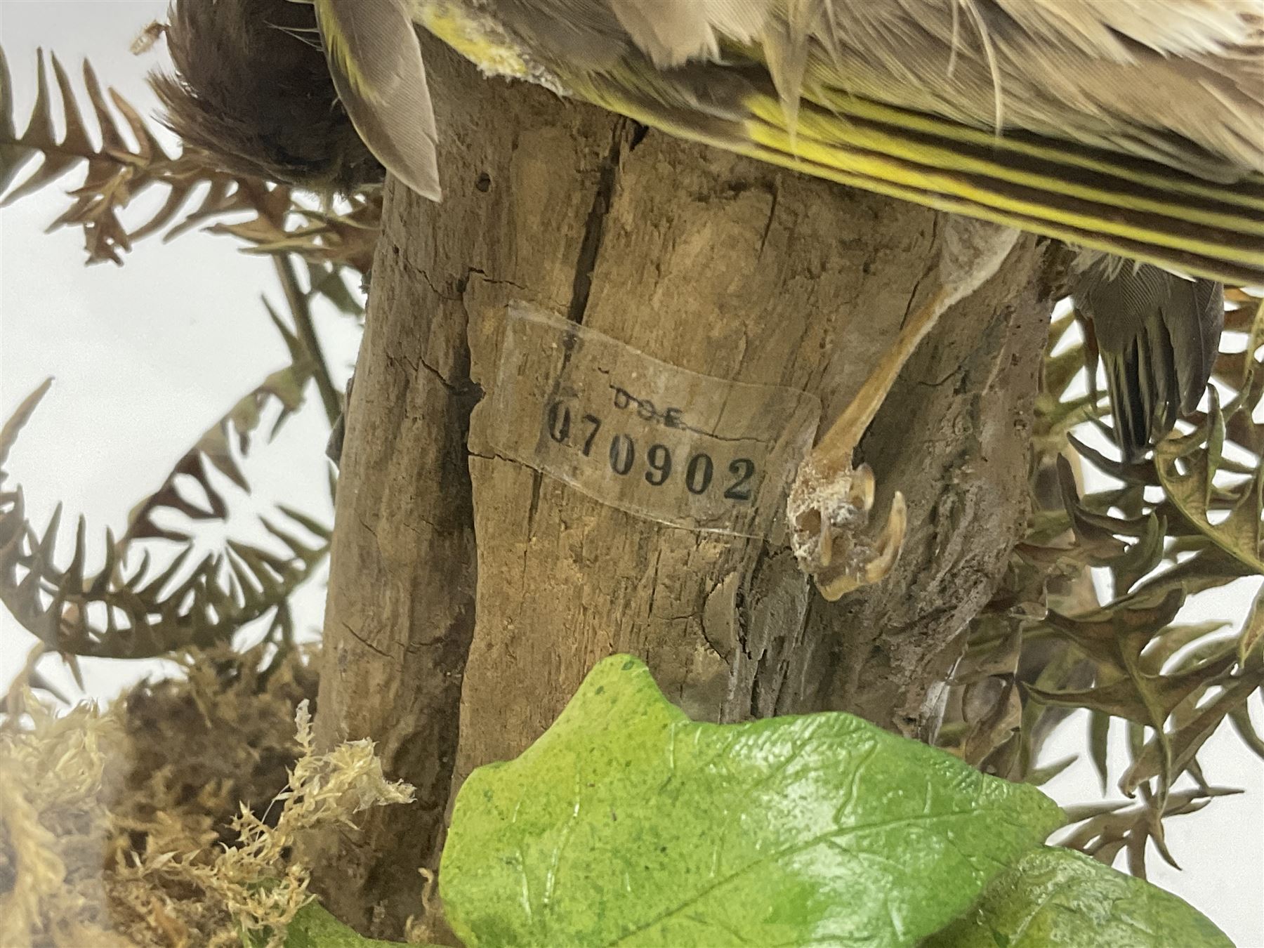 Taxidermy; Victorian European Sparrowhawk (Accipiter nisus), a full mount adult with pray,  perched upon a tree stump amidst a naturalistic setting, encased within a glass dome with an ebonised base, H55cm
