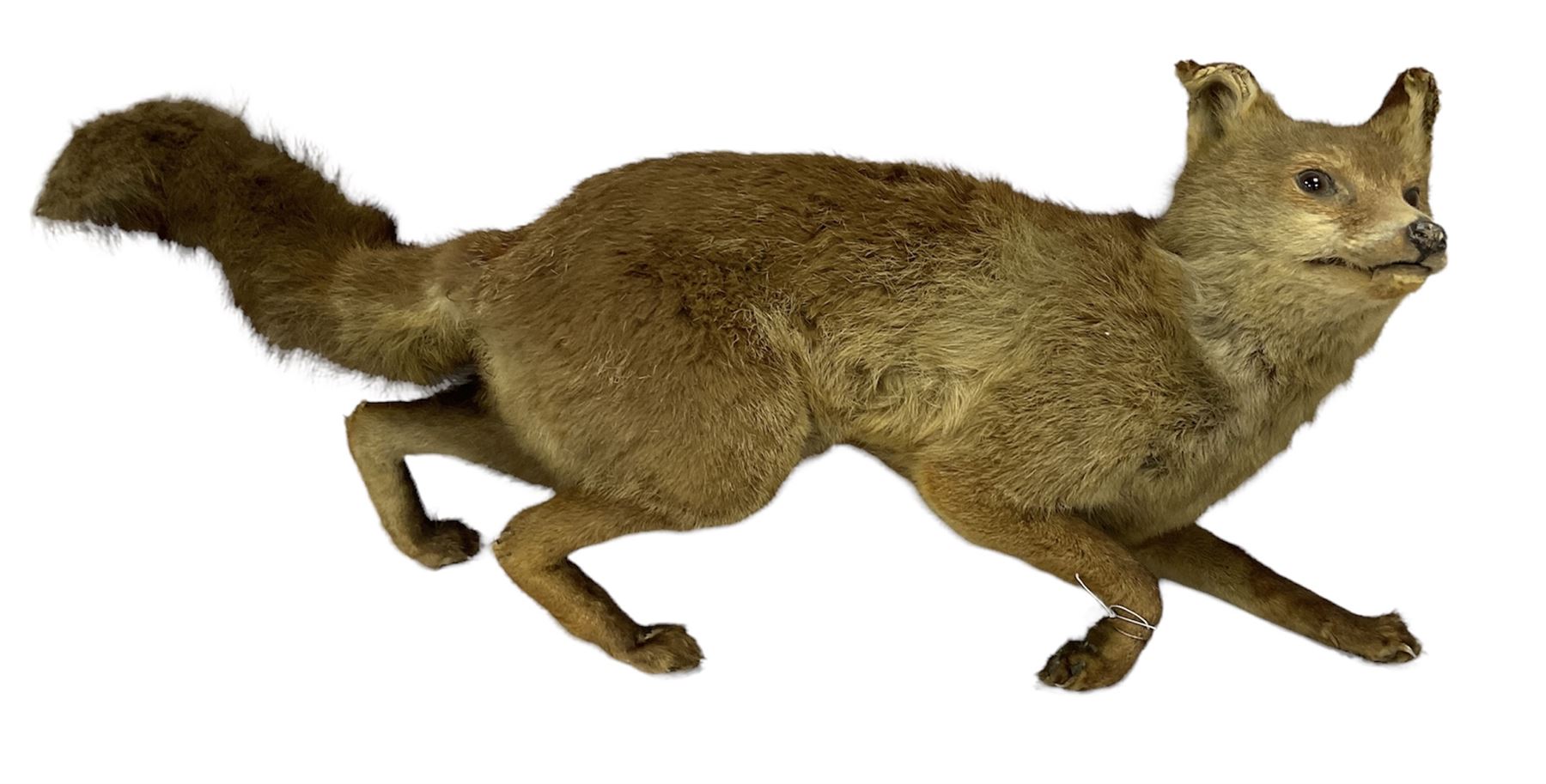 Taxidermy: Red Fox (Vulpes vulpes), full adult in a crouching position, L78cm 