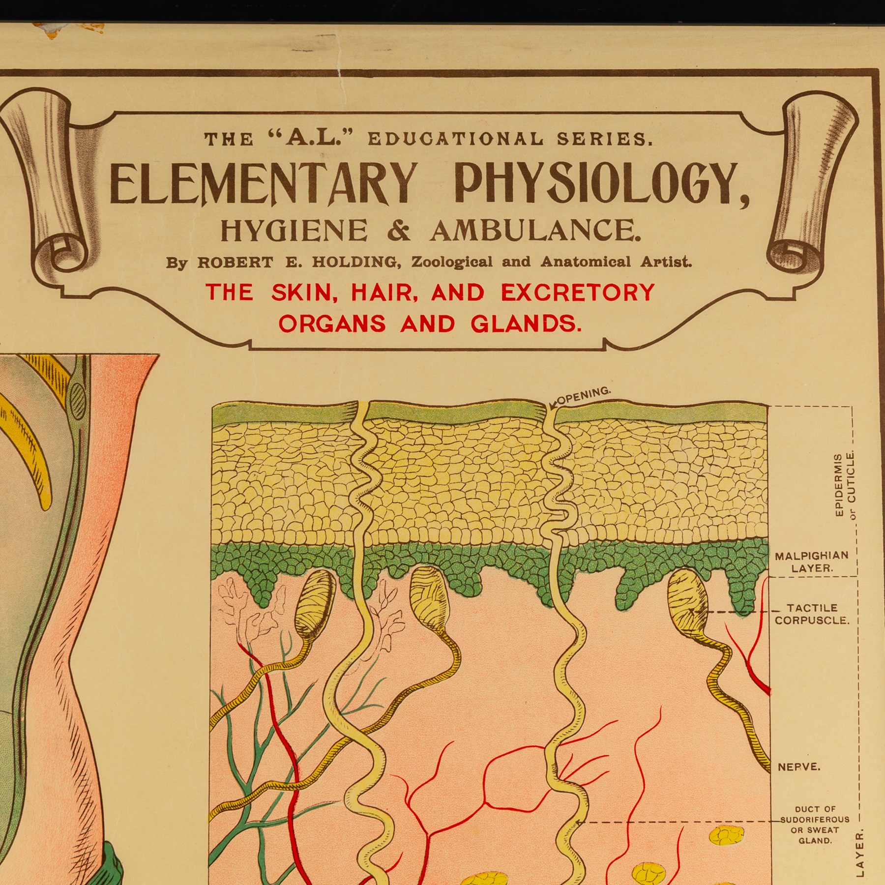 Complete set of eight 'AL Educational Series Elementary Physiology Hygiene and Ambulance' medical posters by Robert R Holding (Zoological and Anatomical artist), published by E J Arnold & Son Ltd of Leeds, Glasgow and Belfast, all framed