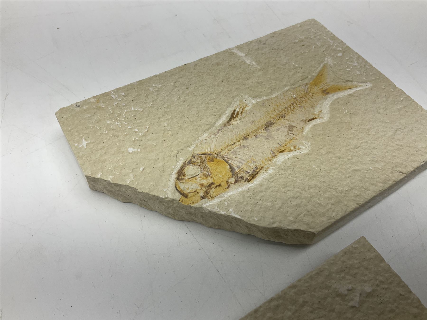 Three fossilised fish (Knightia alta) two in a single matrix, the other in an individual maxtrix, age; Eocene period, location; Green River Formation, Wyoming, USA, largest matrix H9cm, L15cm