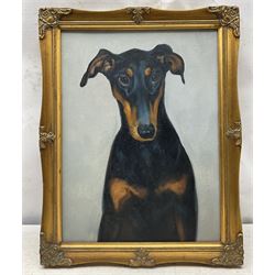 English School (20th century): Portrait of a Doberman Dog, oil on canvas unsigned 40cm x 30cm