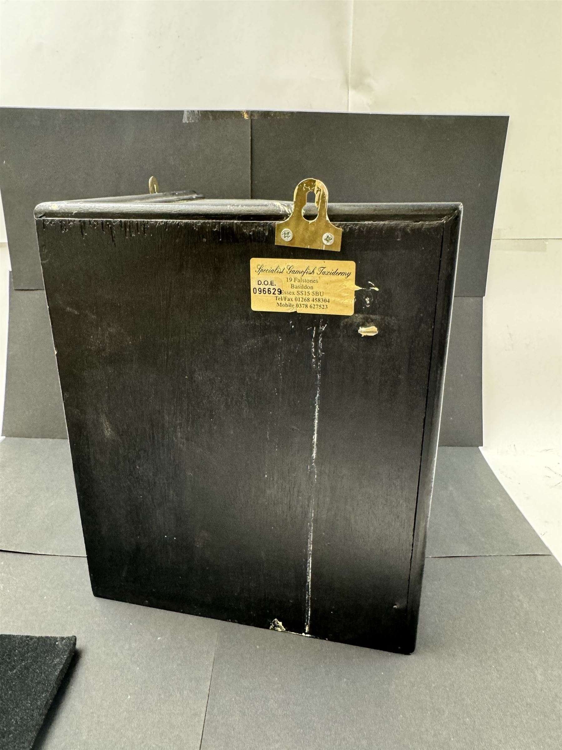 Taxidermy: Cased Little Auk (Alle alle), immature full mount, stood upon a painted faux rock ledge,the backdrop as a cliff with moss, enclosed within a ebonised angled four-glass display case, H32cm
