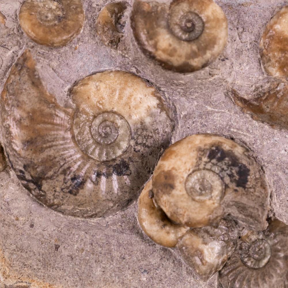 Uncovering Fossils In The Nature Culture & Curiosity Sale