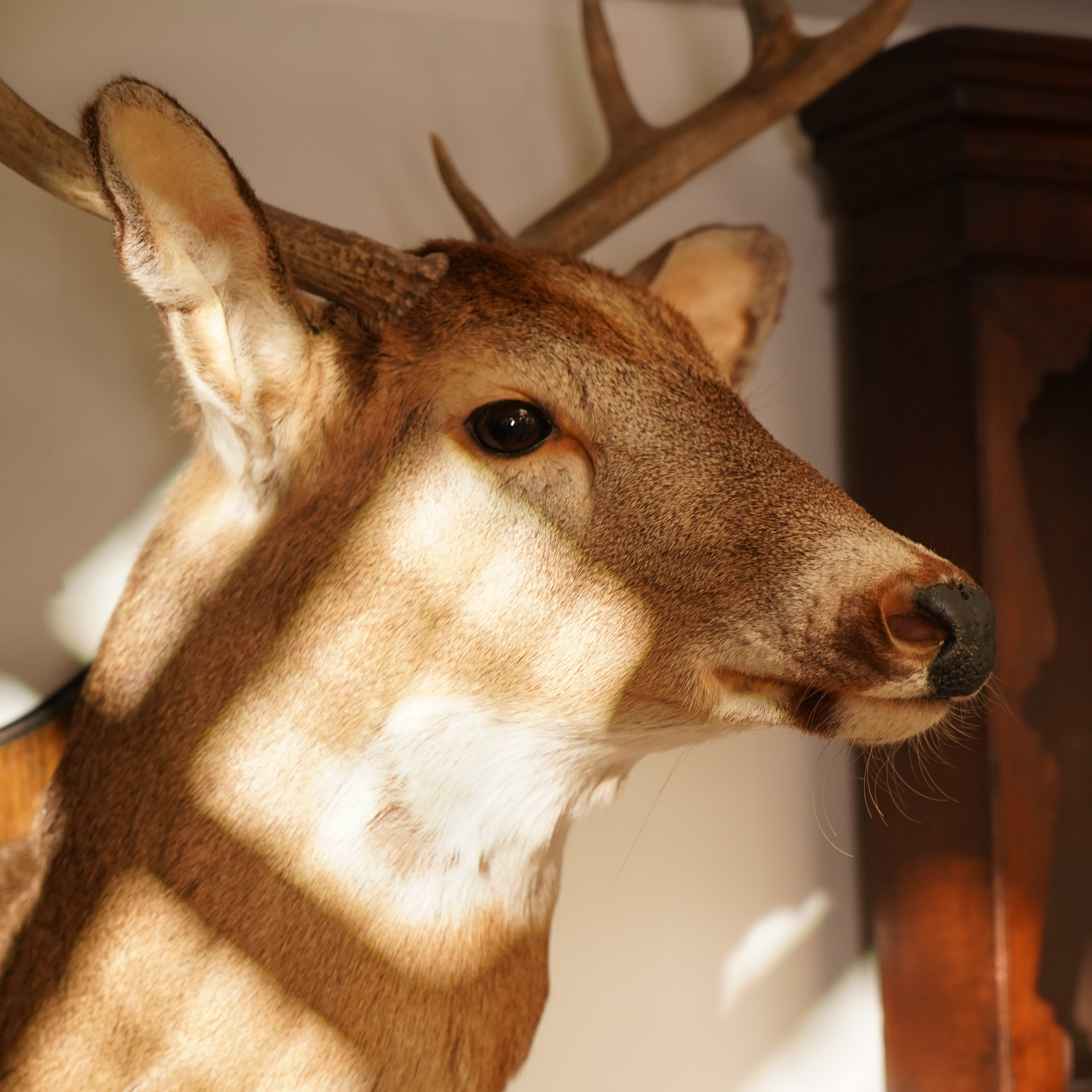 Sell Taxidermy & Natural History at Auction